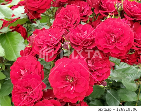 満開のラバグルート-4 126919506