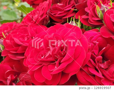 満開のラバグルート-5 126919507