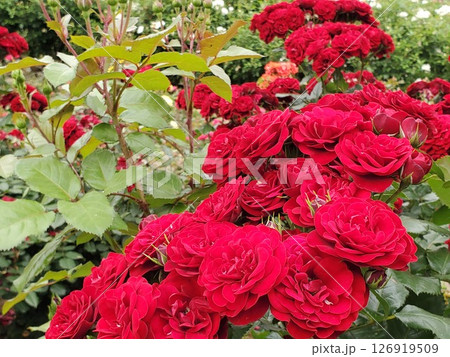 満開のラバグルート-7 126919509