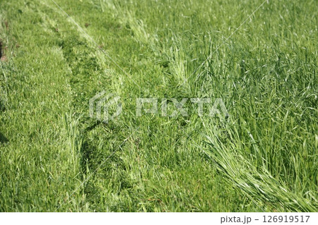 partially cut grass lawn. Part of lawn has been cut and other part was not cut. partially cut grass lawn. Part of lawn has been cut and other part was not cut. 126919517