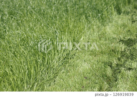 partially cut grass lawn. Part of lawn has been cut and other part was not cut. 126919839