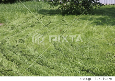 partially cut grass lawn. Part of lawn has been cut and other part was not cut. 126919876