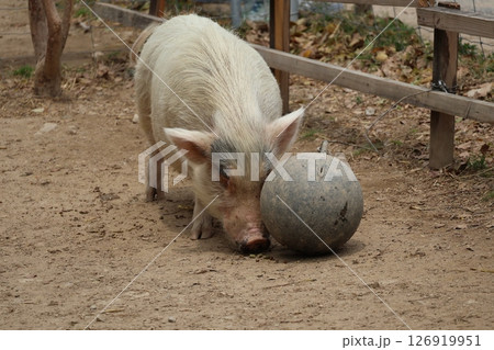 ボールで遊ぶミニブタのいる動物園の風景 126919951