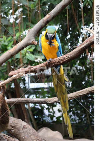 止まり木にとまるルリコンゴウインコのいる風景 止まり木にとまるルリコンゴウインコのいる風景 126919956