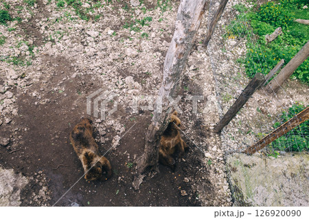 Brown bears inside an enclosure at a wildlife rehabilitation center. Conservation and animal protection concept. Shot from above. 126920090
