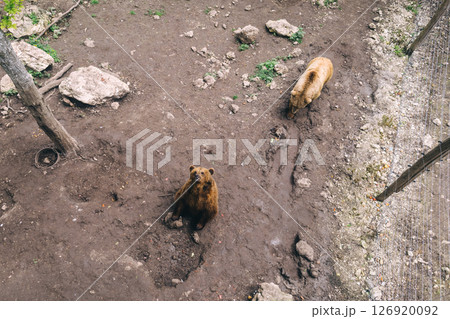 Brown bears inside an enclosure at a wildlife rehabilitation center. Conservation and animal protection concept. Shot from above. Brown bears inside an enclosure at a wildlife rehabilitation center. Conservation and animal protection concept. Shot from above. 126920092