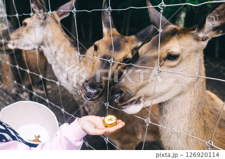 Children and adults feeding young deer in animal rescue rehabilitation center. Enjoying time in zoo or farm. Wildlife park Children and adults feeding young deer in animal rescue rehabilitation center. Enjoying time in zoo or farm. Wildlife park 126920114