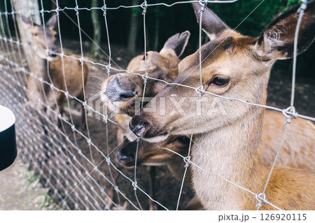 Children and adults feeding young deer in animal rescue rehabilitation center. Enjoying time in zoo or farm. Wildlife park 126920115
