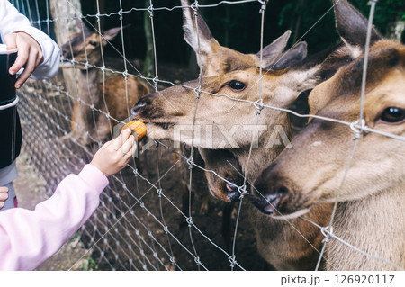 Children and adults feeding young deer in animal rescue rehabilitation center. Enjoying time in zoo or farm. Wildlife park 126920117