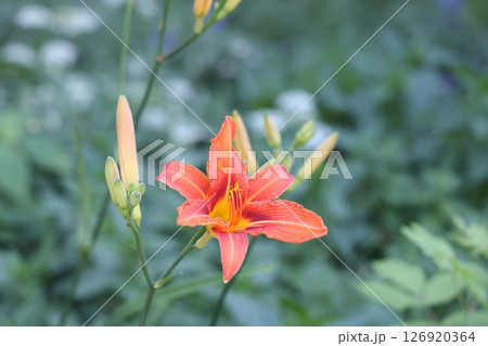 Close up of single, orange colored, blooming daylily flower . Close up of single, orange colored, blooming daylily flower . 126920364