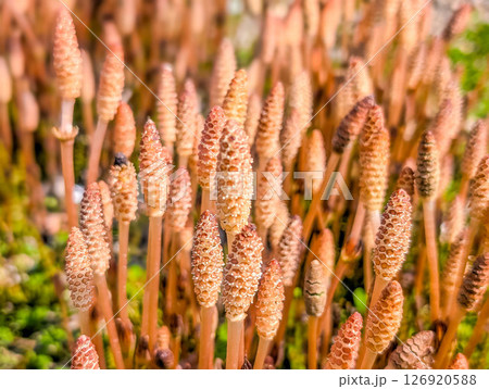 つくしんぼ つくしんぼ 126920588