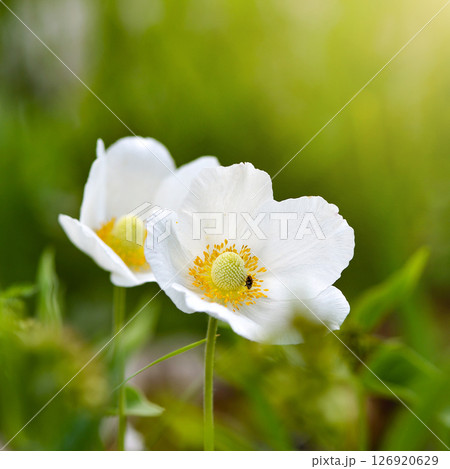 Anemone sylvestris (Snowdrop anemone) 126920629