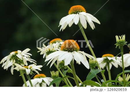 エキナセアの白い花・2025年5月 126920659