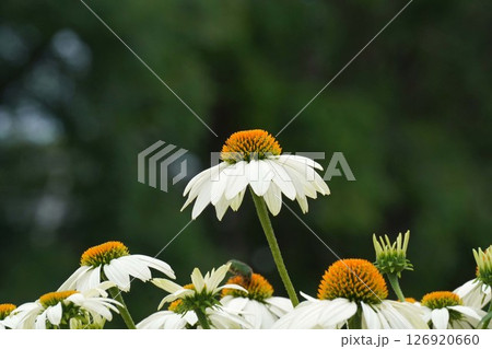 エキナセアの白い花・2025年5月 126920660