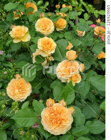 黄色いバラ:カントリ トレンド セッター-縦 黄色いバラ:カントリ トレンド セッター-縦 126920665