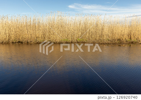 Beautiful calm lake bordered by golden reeds under a bright blue sky 126920740