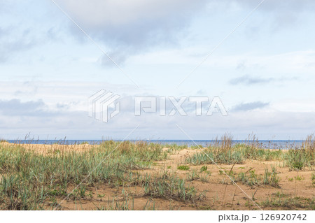 Gulf of Finland, coastal view. Beach landscape photo featuring green sedge 126920742