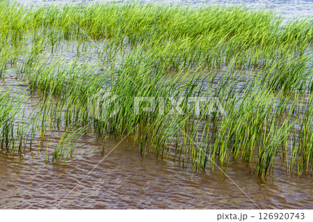 Fresh green coastal grass grow in shallow water 126920743