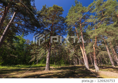 Coniferous forest view on a sunny summer day. Landscape photo Coniferous forest view on a sunny summer day. Landscape photo 126920753