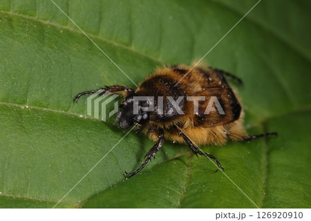 生き物 昆虫 ヒメトラハナムグリ、小型のハナムグリ。初夏から夏に木や草の花を訪れます 生き物 昆虫 ヒメトラハナムグリ、小型のハナムグリ。初夏から夏に木や草の花を訪れます 126920910