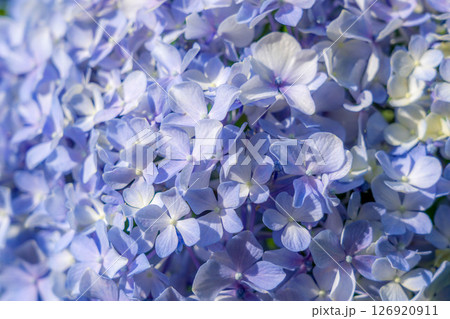 クローズアップ紫陽花 クローズアップ紫陽花 126920911
