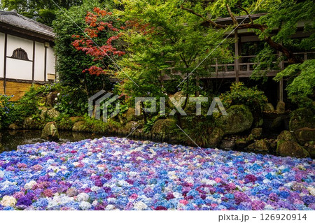 天引観音を彩るあじさいの水中花 天引観音を彩るあじさいの水中花 126920914