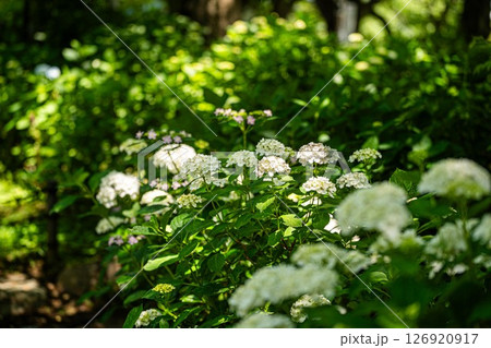 権現堂公園・咲き始めのあじさい 126920917