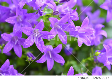 Campanula flowers as a background. Violet colored Campanula with water drops on the flowerbed. 126920957
