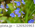 Closeup on the brlliant blue flowers of germander speedwell. Flower background. Soft focus 126920963