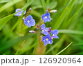 Closeup on the brlliant blue flowers of germander speedwell. Flower background. Soft focus 126920964