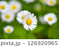Delicate white Daisies or Bellis perennis flowers on a natural background in the garden 126920965