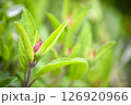 Spice plant, herb plant: sage (salvia officinalis), on a natural background in the garden.  126920966