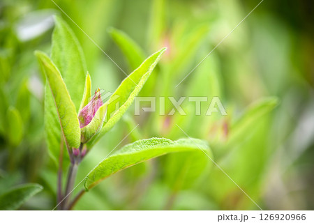 Spice plant, herb plant: sage (salvia officinalis), on a natural background in the garden.  126920966
