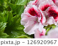 Close up of Lovely white and pink Pelargonium flowers after the rain. Flower background. Soft focus 126920967