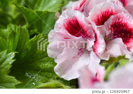 Close up of Lovely white and pink Pelargonium flowers after the rain. Flower background. Soft focus 126920967