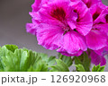 Pink Pelargonium flowers after the rain, close up. Beautiful large pink flowers. 126920968