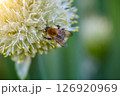 Bee and flower. Close up of bee collects pollen from an onion flower on a natural background.  126920969