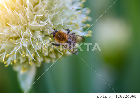 Bee and flower. Close up of bee collects pollen from an onion flower on a natural background.  126920969