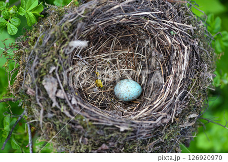 Bird nest with egg in wild nature. 126920970