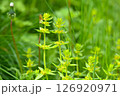 Crosswort - Cruciata laevipes, that is a species of flowering plant in the family Rubiaceae.  126920971