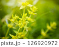 Crosswort - Cruciata laevipes, that is a species of flowering plant in the family Rubiaceae.  126920972