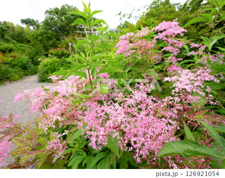 キョウガノコが咲く向島百花園 東京都 キョウガノコが咲く向島百花園 東京都 126921054