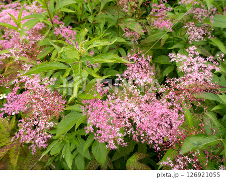 キョウガノコが咲く向島百花園 東京都 キョウガノコが咲く向島百花園 東京都 126921055
