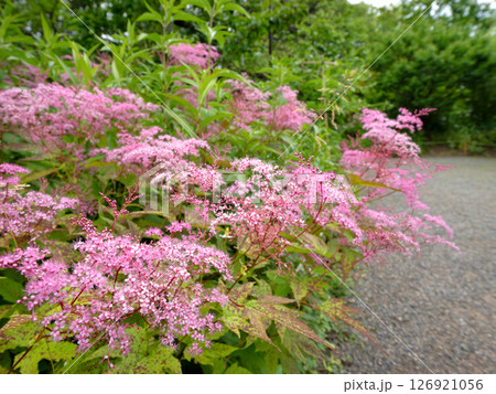 キョウガノコが咲く向島百花園　東京都 126921056