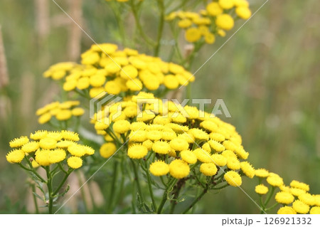 Tanacetum vulgare, common tansy, golden buttons, tansy. Golden yellow tansy flowers  126921332