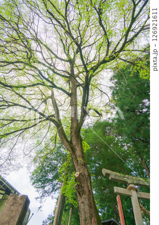 鳥居と新緑【長野県】 126921611