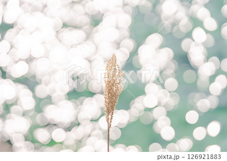 キラキラと輝く 126921883