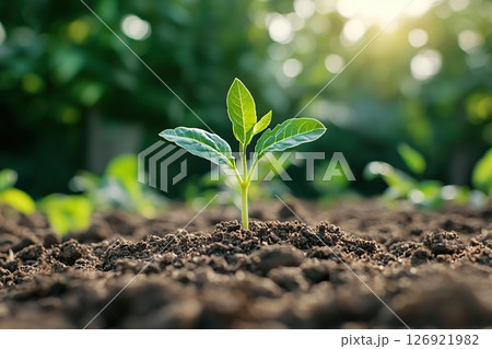 Green sprout growing in soil 126921982