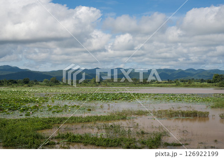 Lotus, a flower that lives in ponds Lotus, a flower that lives in ponds 126922199