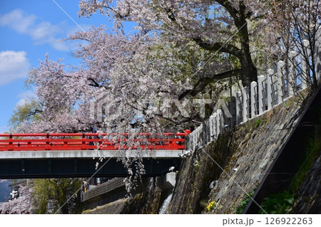 日本の岐阜県 春の高山市 満開の桜と観光名所の中橋と美しい青空 日本の岐阜県 春の高山市 満開の桜と観光名所の中橋と美しい青空 126922263